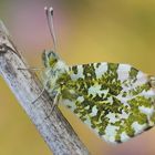 Anthocharis cardamines