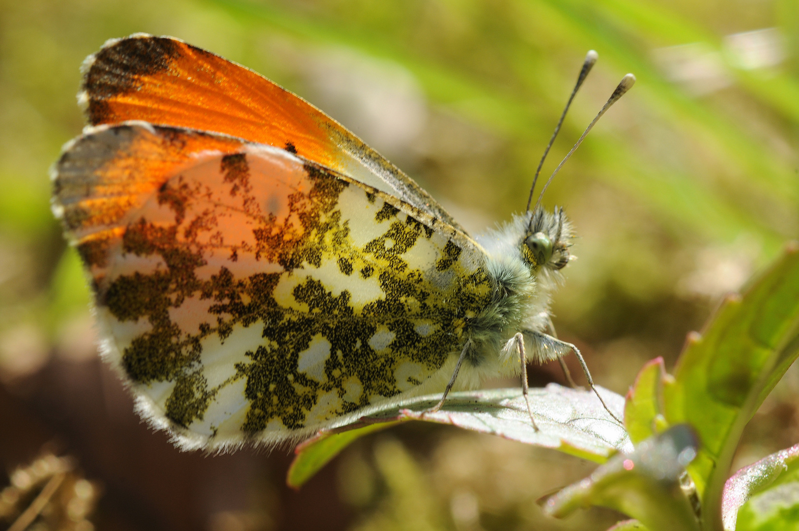 Anthocharis cardamines - Aurorafalter