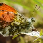 Anthocharis cardamines - Aurorafalter