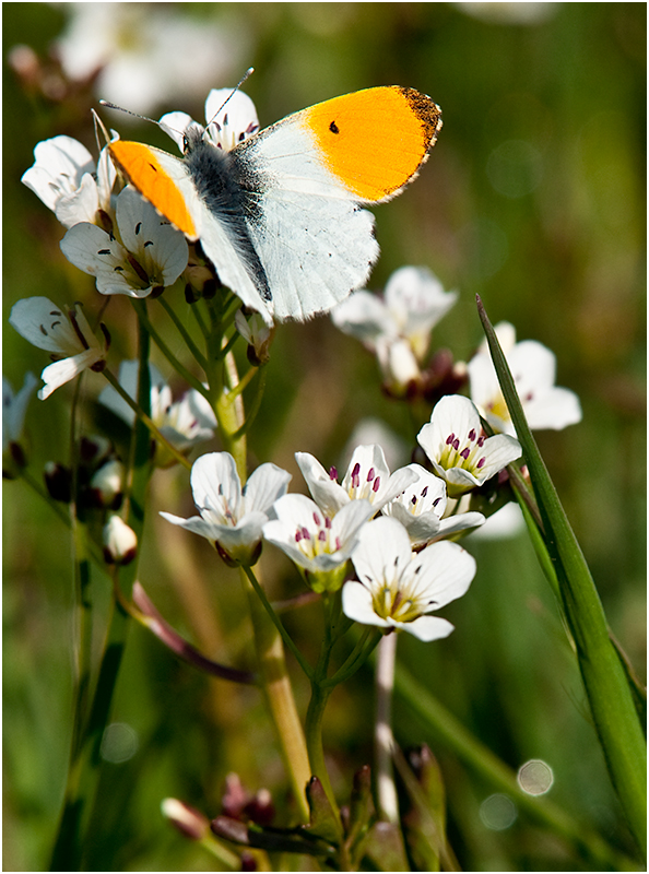 Anthocharis cardamines - Aurorafalter