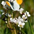 Anthocharis cardamines - Aurorafalter