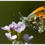 Anthocharis cardamines - Aurorafalter 