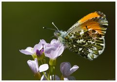 Anthocharis cardamines - Aurorafalter 