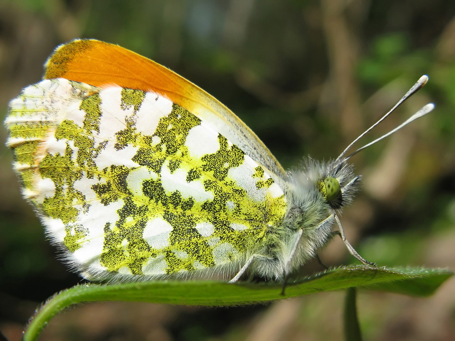 Anthocharis cardamines (Aurorafalter)