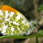 Anthocharis cardamines (Aurorafalter)