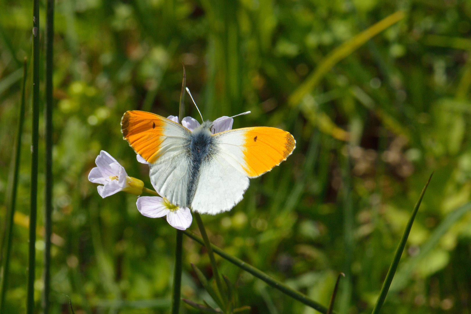 Anthocharis cardamines, Aurorafalter