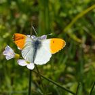 Anthocharis cardamines, Aurorafalter