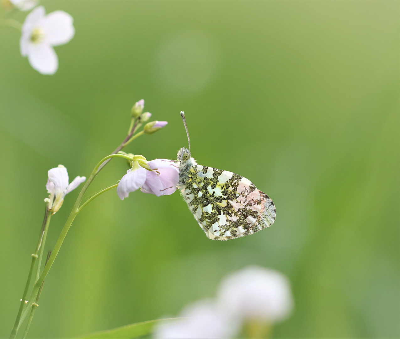 Anthocharis Cardamines