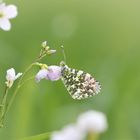 Anthocharis Cardamines