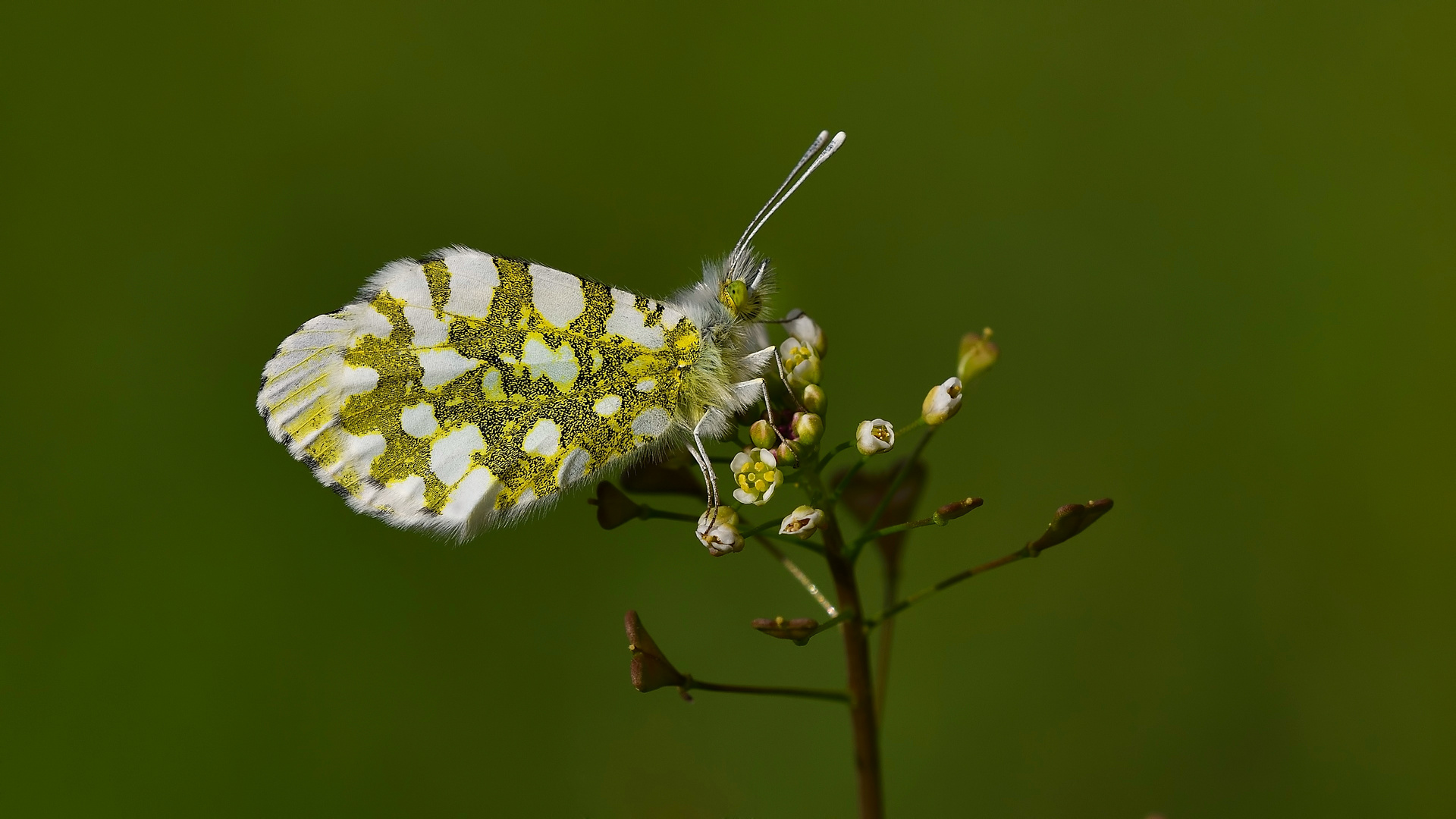 Anthocharis cardamines