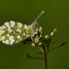 Anthocharis cardamines