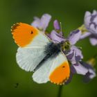 Anthocharis cardamines