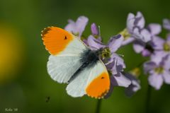 Anthocharis cardamines