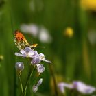 Anthocharis cardamines