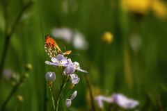 Anthocharis cardamines