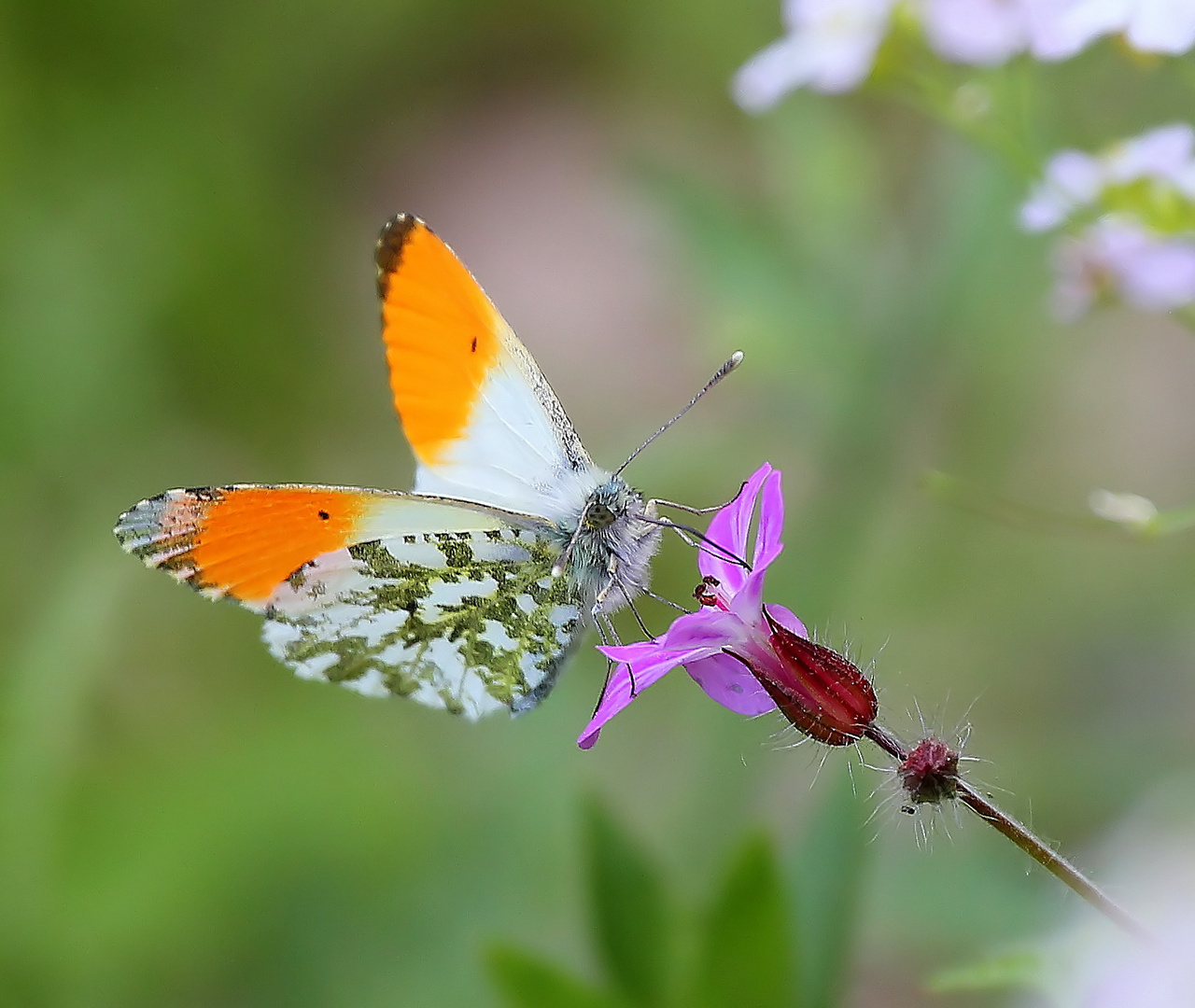 Anthocharis cardamines