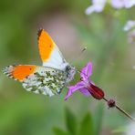 Anthocharis cardamines