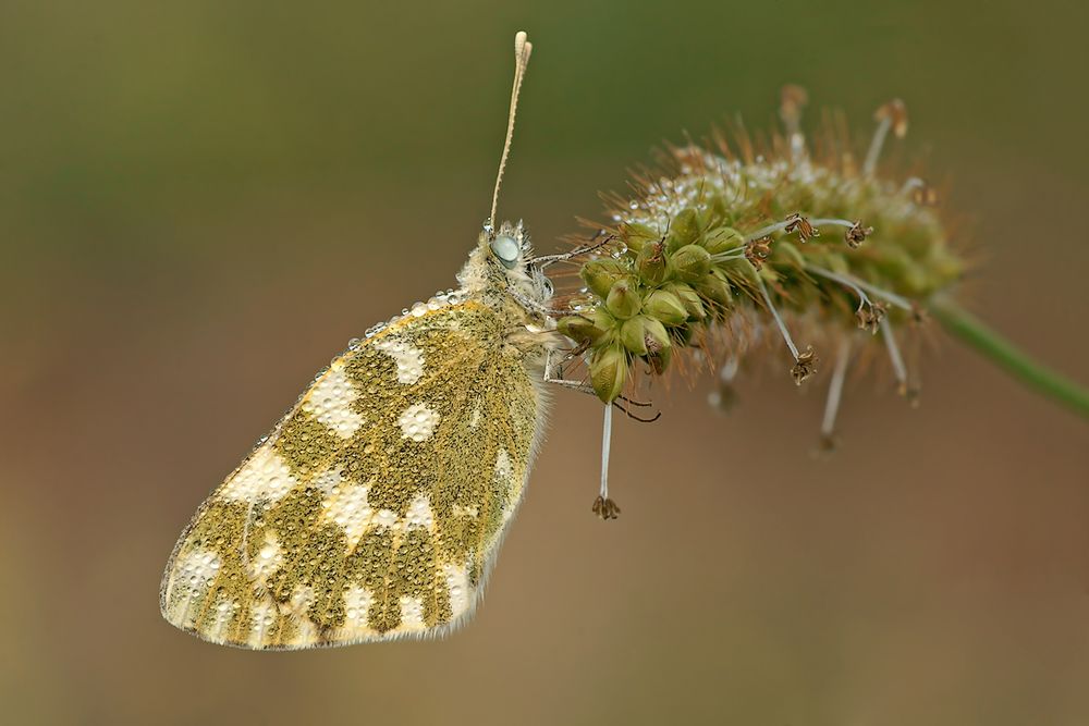 Anthocharis Cardamines