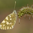 Anthocharis Cardamines