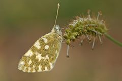 Anthocharis Cardamines