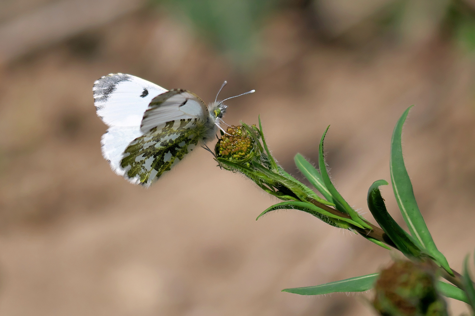 Anthocharis cardamines