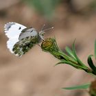 Anthocharis cardamines