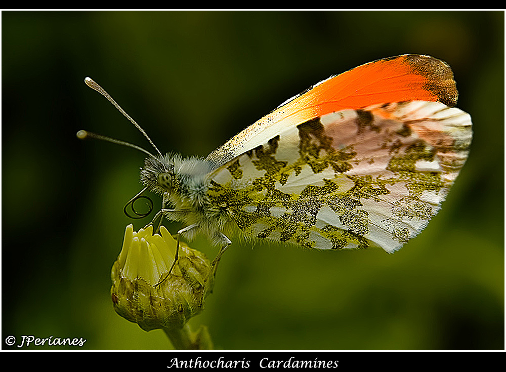 Anthocharis Cardamines