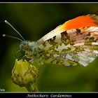 Anthocharis Cardamines