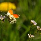 Anthocharis cardamines (Linnaeus, 1758)