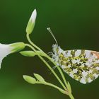 Anthocharis cardamines (Linnaeus, 1758)