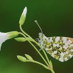 Anthocharis cardamines (Linnaeus, 1758)