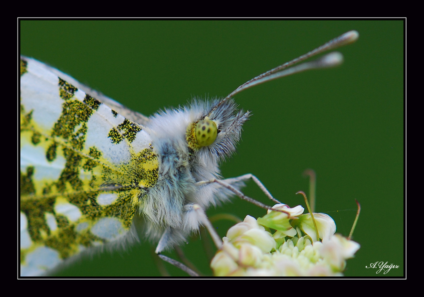 Anthocharis cardamines, Linnaeus,1758