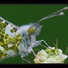 Anthocharis cardamines, Linnaeus,1758