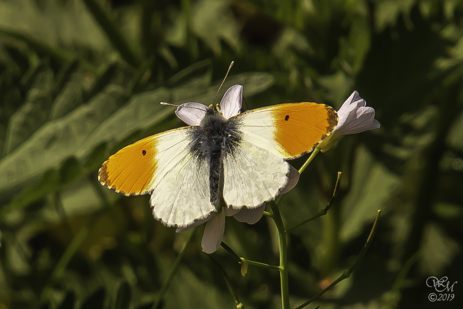 Anthocharis cardamines / männl. Aurorafalter