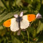 Anthocharis cardamines / männl. Aurorafalter