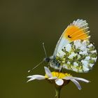 Anthocharis cardamines » Orange-tip