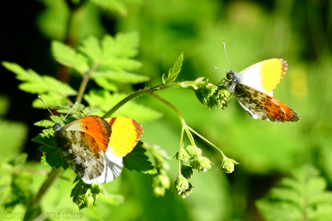 Anthocharis cardamines x2