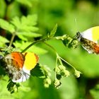 Anthocharis cardamines x2