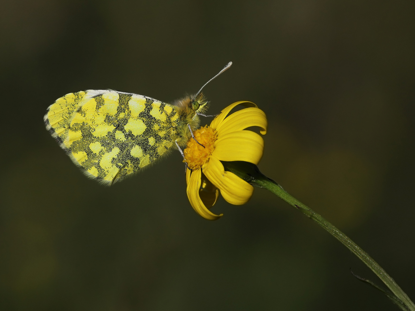 Anthocharis damone » Eastern Orange-tip