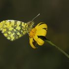 Anthocharis damone » Eastern Orange-tip