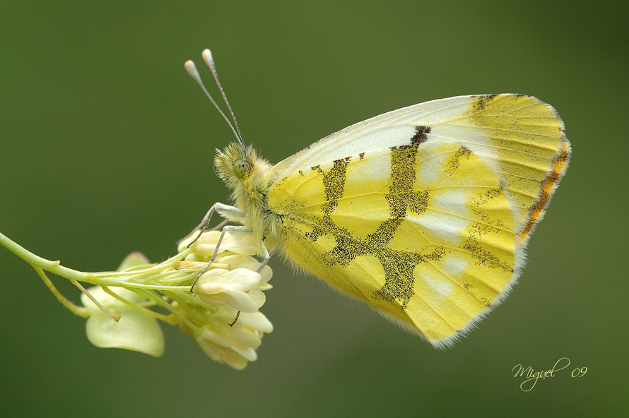 Anthocharis euphenoides