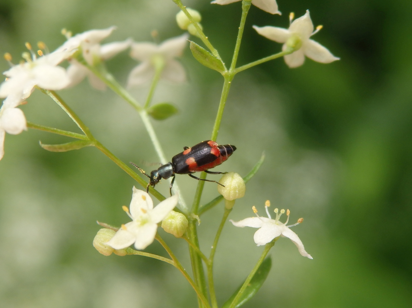 Anthocomus fasciatus - ein Winzling im Garten