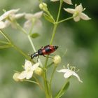 Anthocomus fasciatus - ein Winzling im Garten