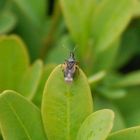 Anthocoris butleri auf Buchsbaum