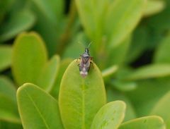 Anthocoris butleri auf Buchsbaum