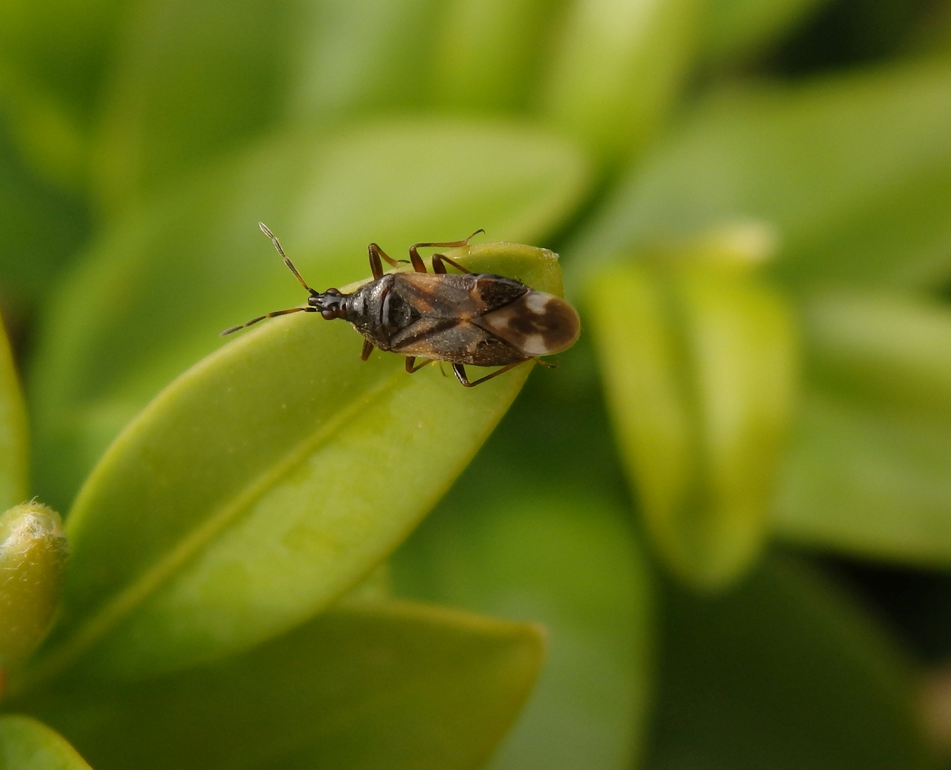 Anthocoris butleri auf Buchsbaum