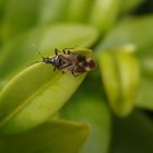 Anthocoris butleri auf Buchsbaum