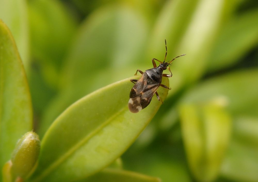 Anthocoris butleri auf Buchsbaum