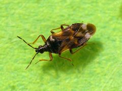 Anthocoris butleri - eine Blumenwanze auf Buchsbaum