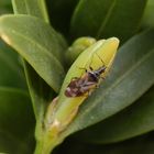 Anthocoris cf. butleri auf Buchsbaum